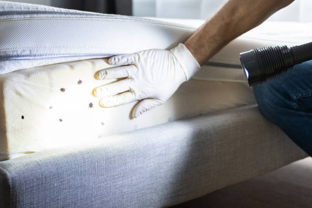 Reliable Lauderdale, MN Pest Control Solutions